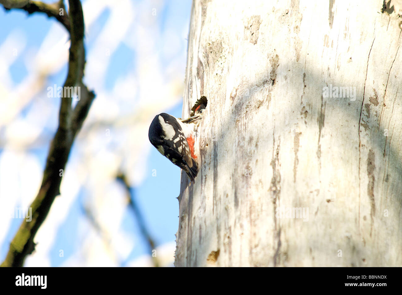 Picchio rosso maggiore alimentazione dei giovani Foto Stock