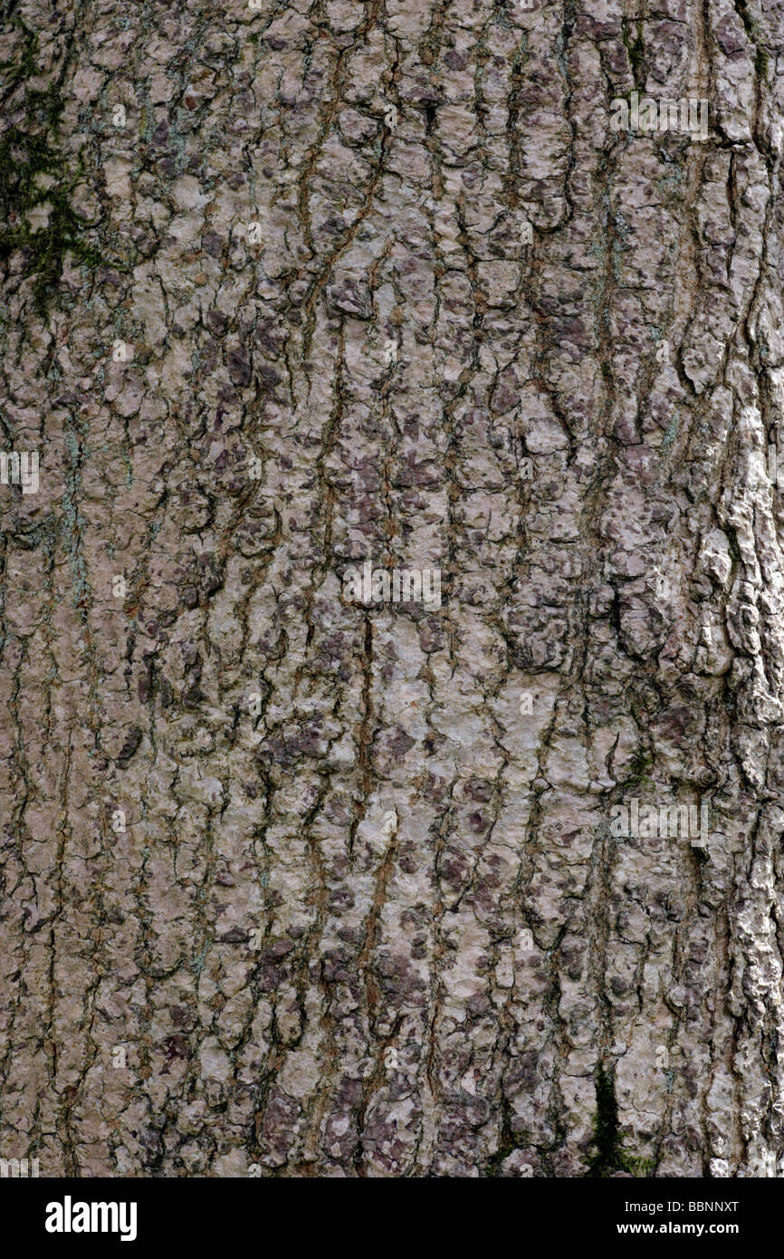 Semi di acero dalla corteccia di carta (Acer Griseum) - LOTTO LIMITATO - Italia