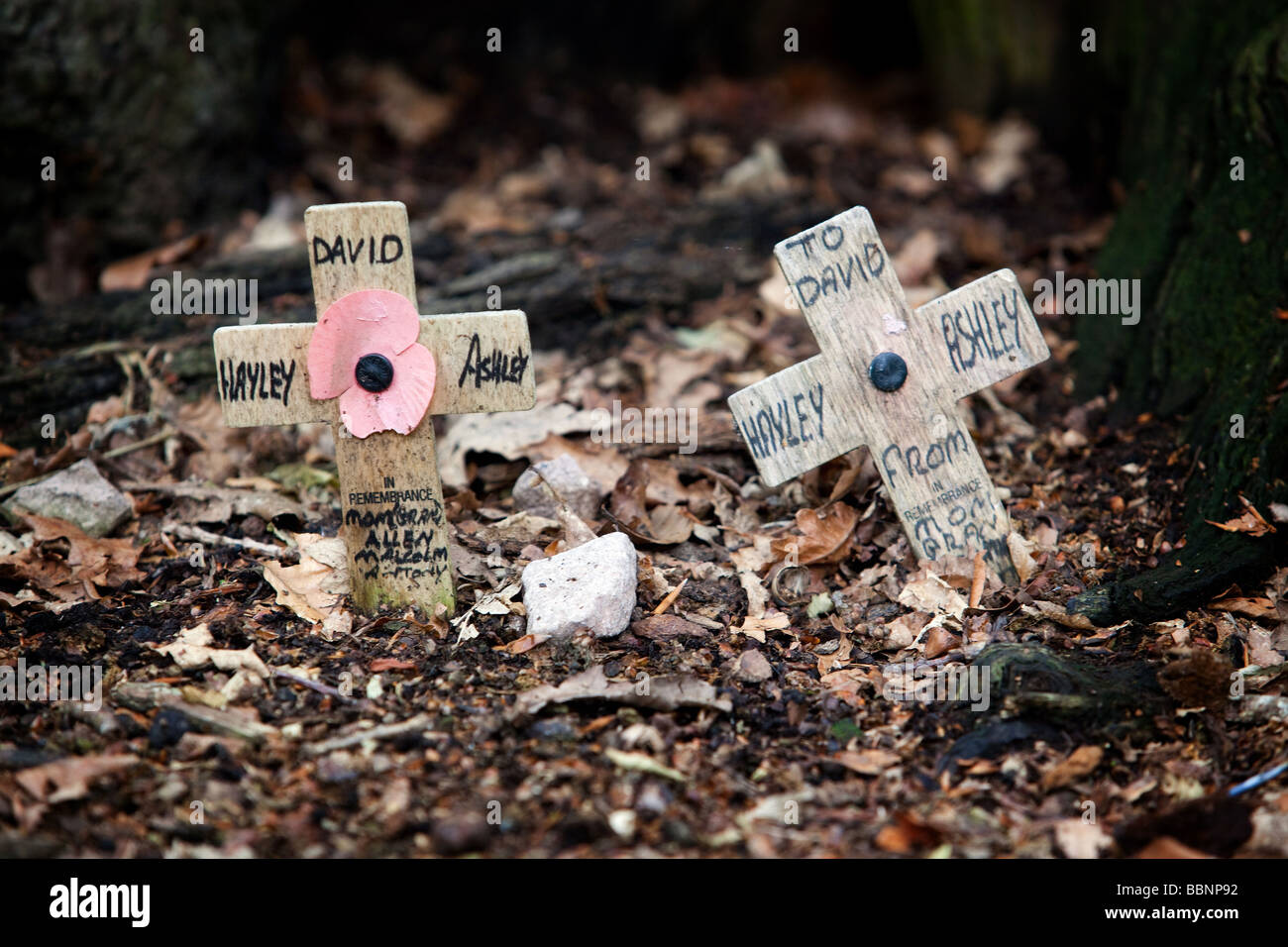 Due piccole croci di legno a presentarsi come un memoriale nel bosco in Worcestershire Inghilterra REGNO UNITO Foto Stock