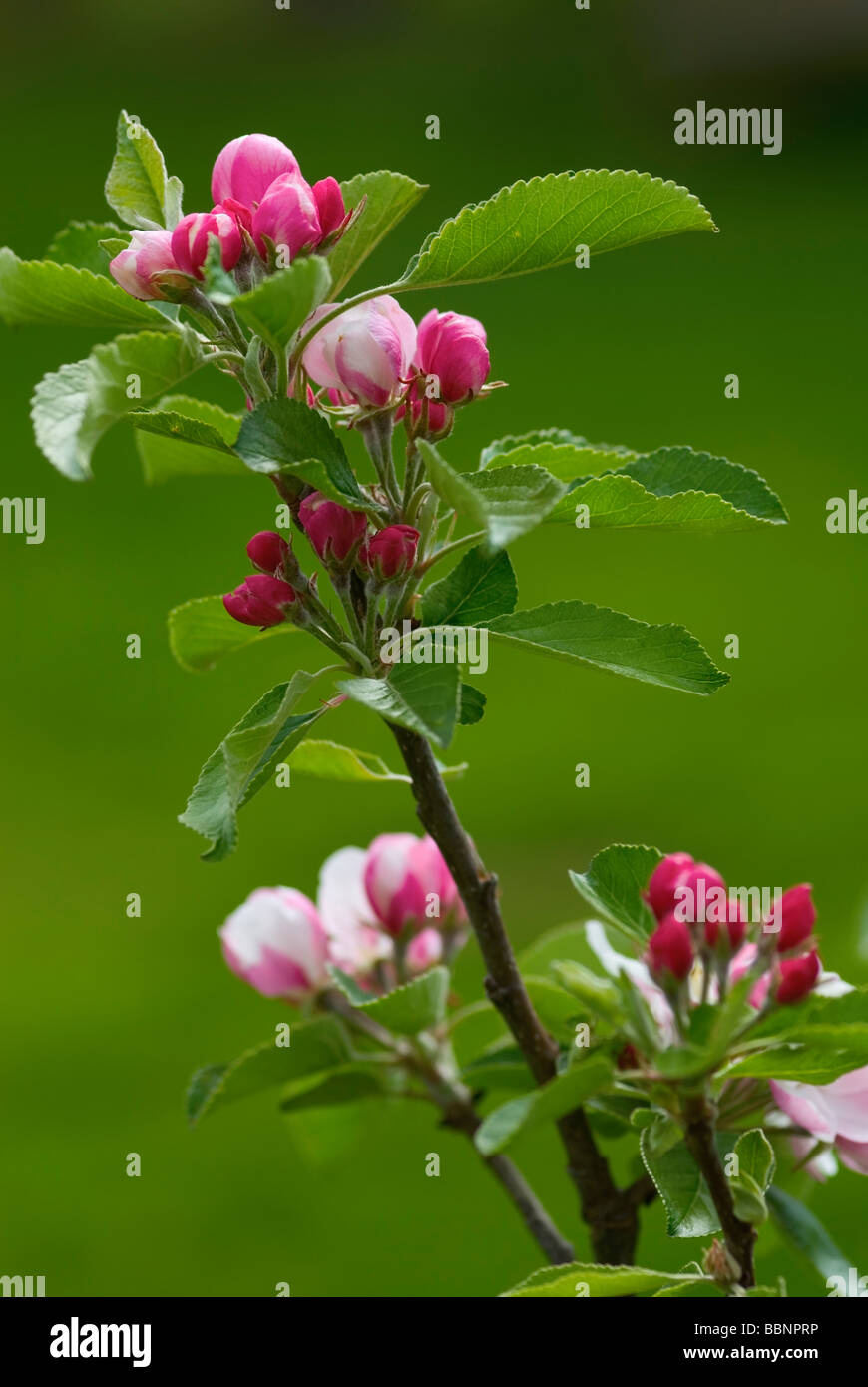 MALUS DOMESTICA James Grieve APPLE BLOSSOM Foto Stock