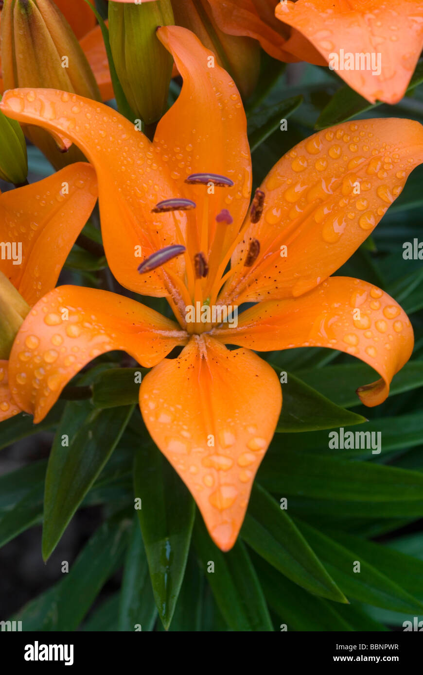 CLOSE-UP DEL LILIUM asiatico arancione ibrido PIXIE Foto Stock