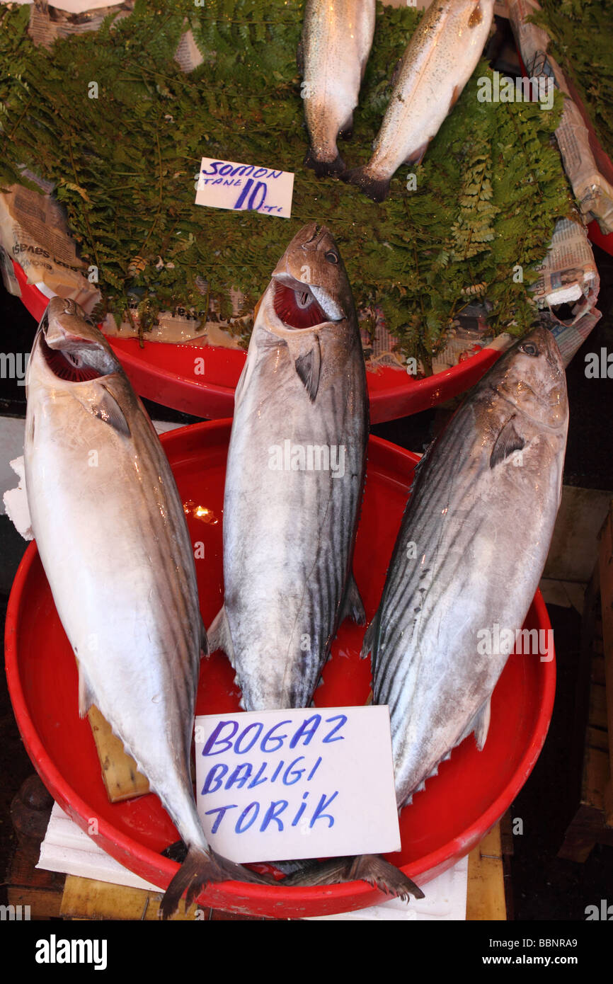 Istanbul Turchia pesce fresco in vendita Bogaz Kaligi Torik traduce come Bosforo Bonito al Karakoy mercato del pesce di Beyoglu Foto Stock