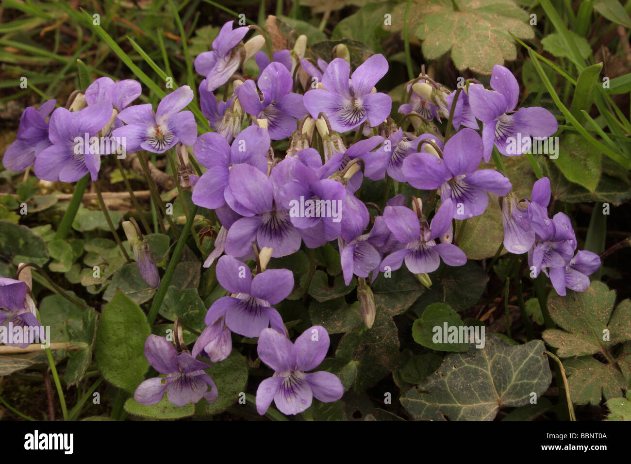 Cane comune Viola Viola riviniana Violaceae REGNO UNITO Foto Stock