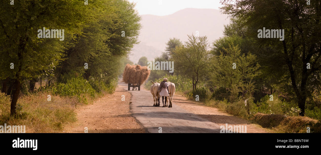 Rajasthan,l'India;strada rurale utilizzata da un carro di fieno e una mucca herder Foto Stock