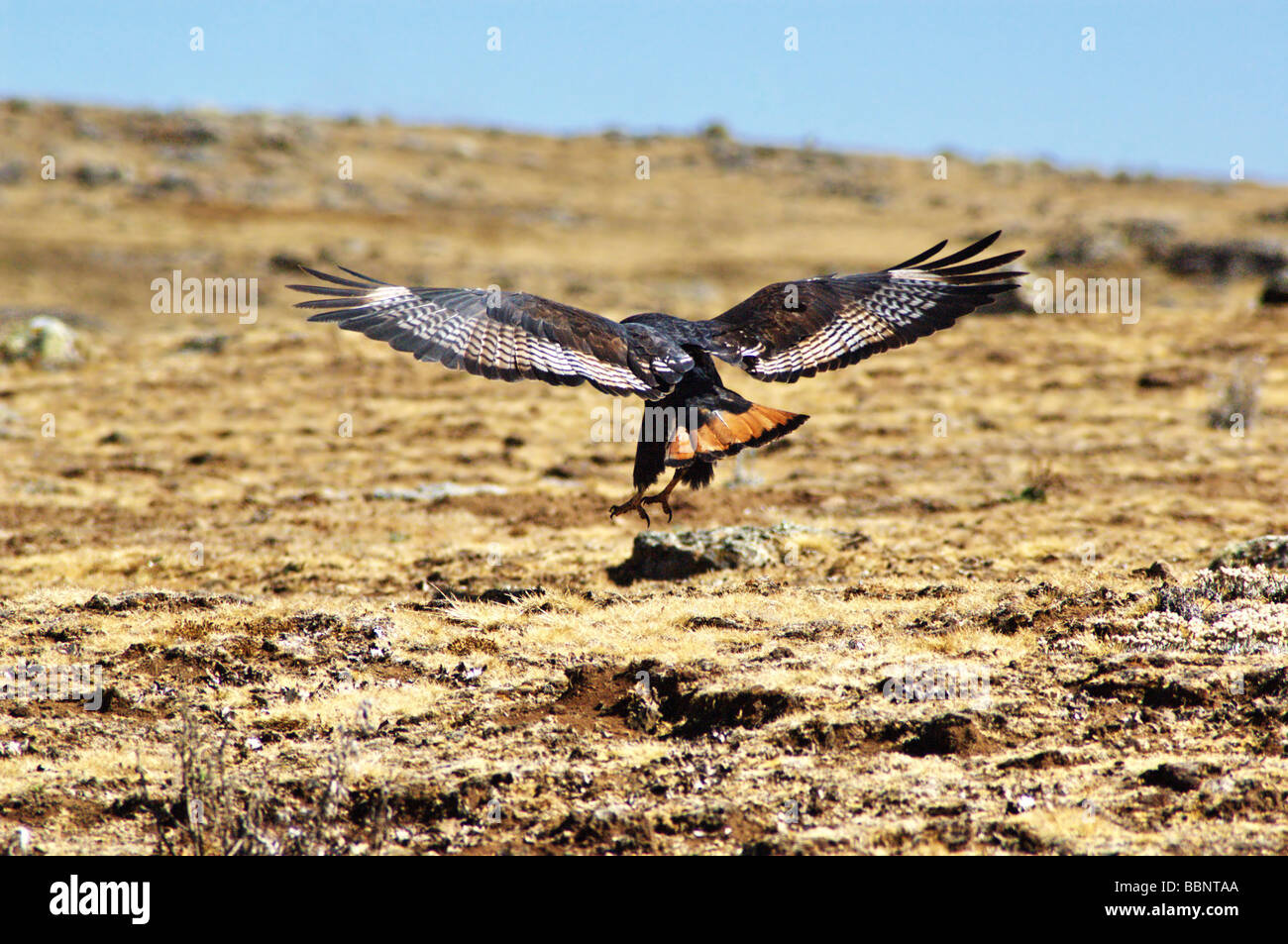 Africa Etiopia Bale montagne promettono poiana Buteo rufofuscus augure Foto Stock