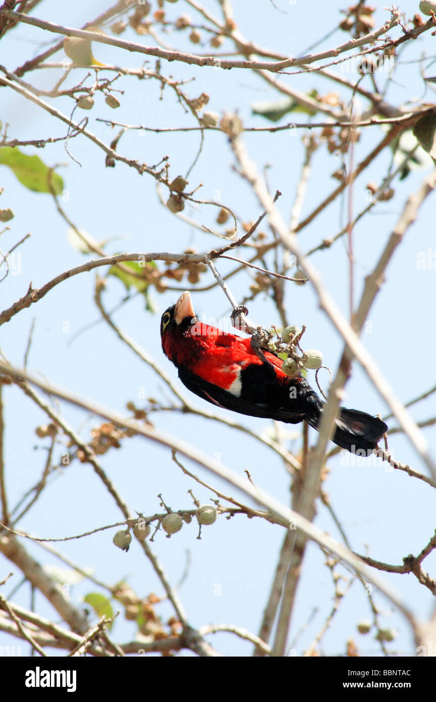 Africa Etiopia Crimson breasted Gonolek precedentemente Crimson breasted Shrike Laniarius atrococcineus Foto Stock