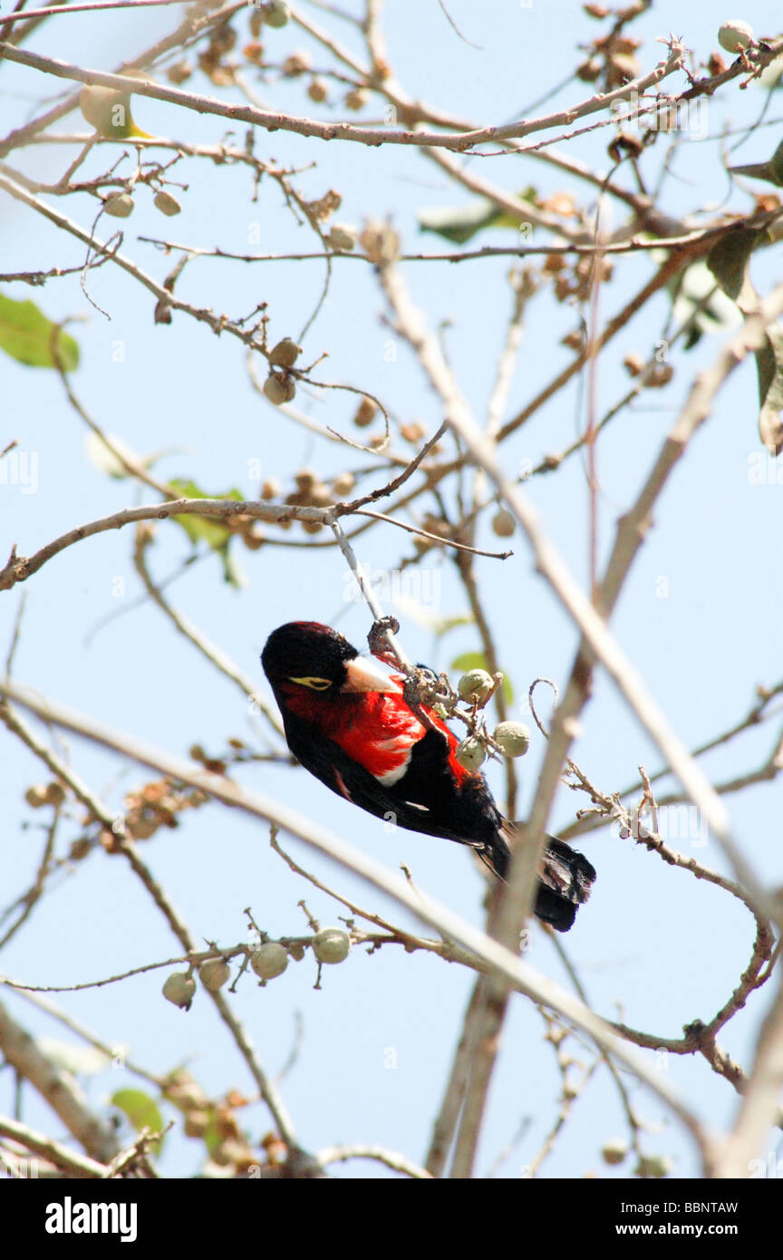 Africa Etiopia Crimson breasted Gonolek precedentemente Crimson breasted Shrike Laniarius atrococcineus Foto Stock