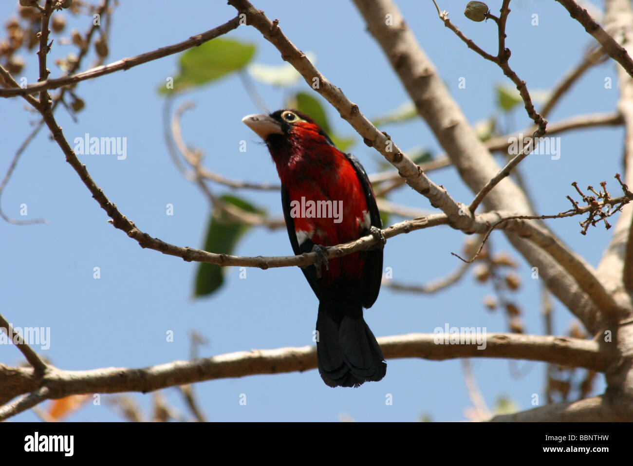 Africa Etiopia Crimson breasted Gonolek precedentemente Crimson breasted Shrike Laniarius atrococcineus Foto Stock