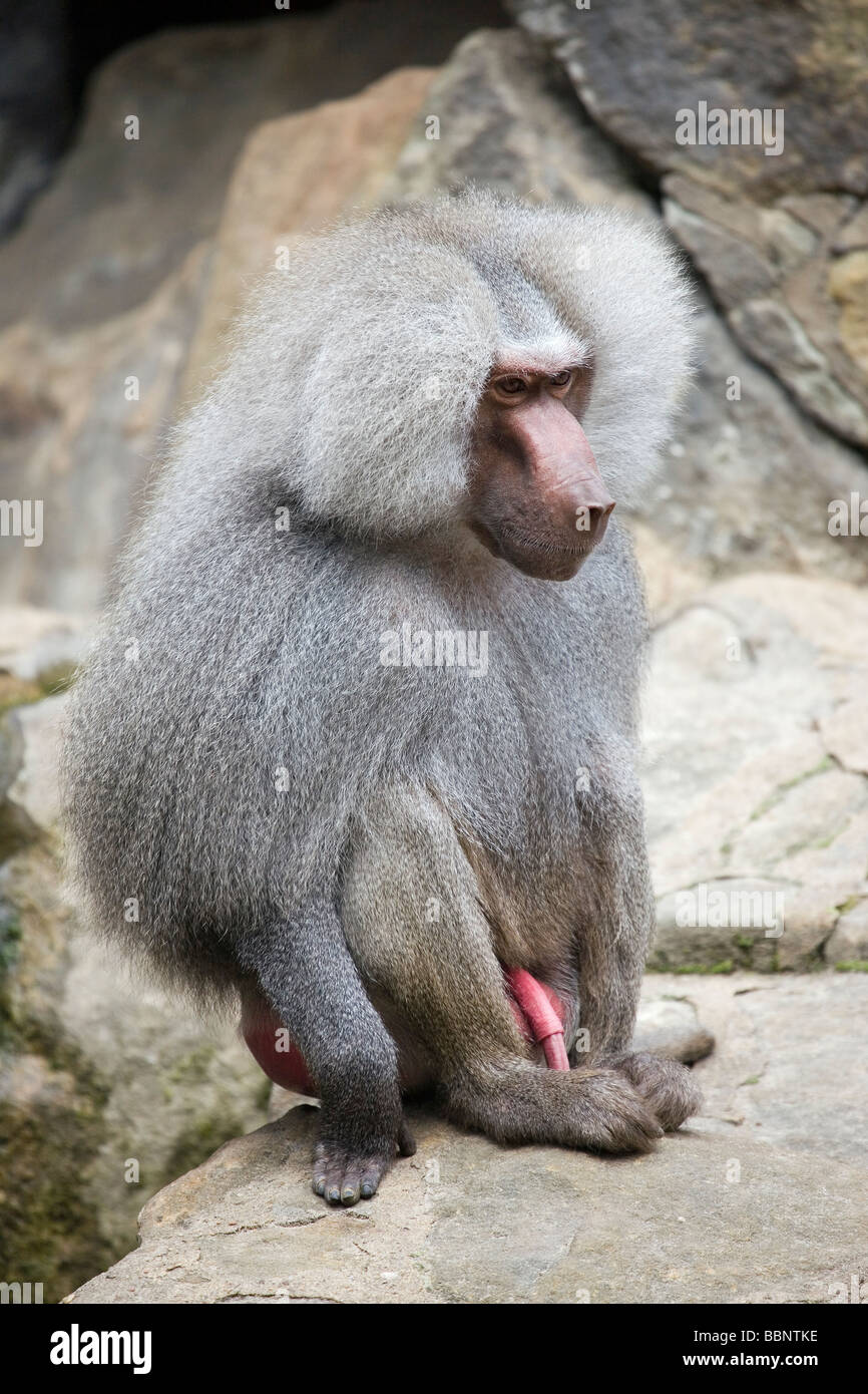 Macaque giapponese - Macaca fuscata Foto Stock