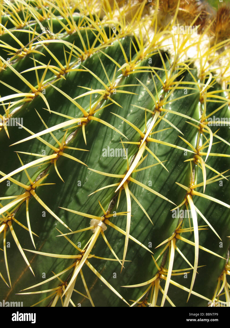 Close up,golden barrel cactus nel ritratto Foto Stock