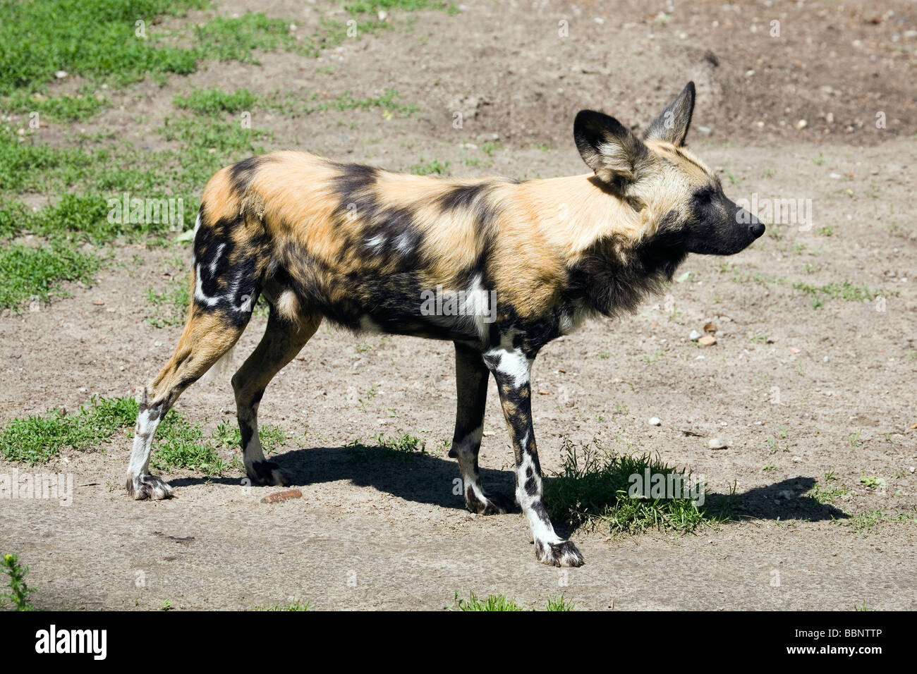 African Wild Dog - Lycaon pictus Foto Stock