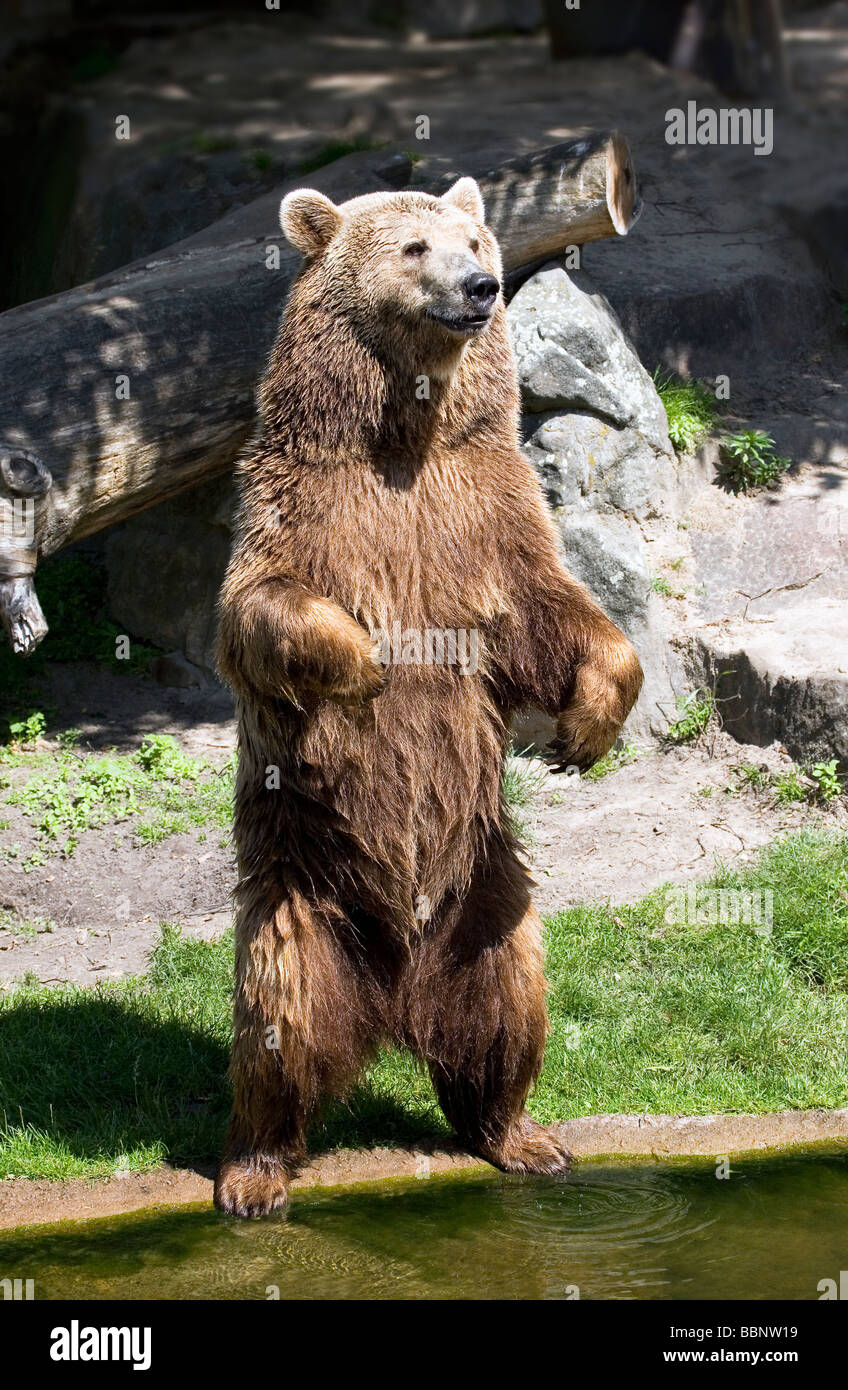 Orso bruno - Ursus arctos Foto Stock
