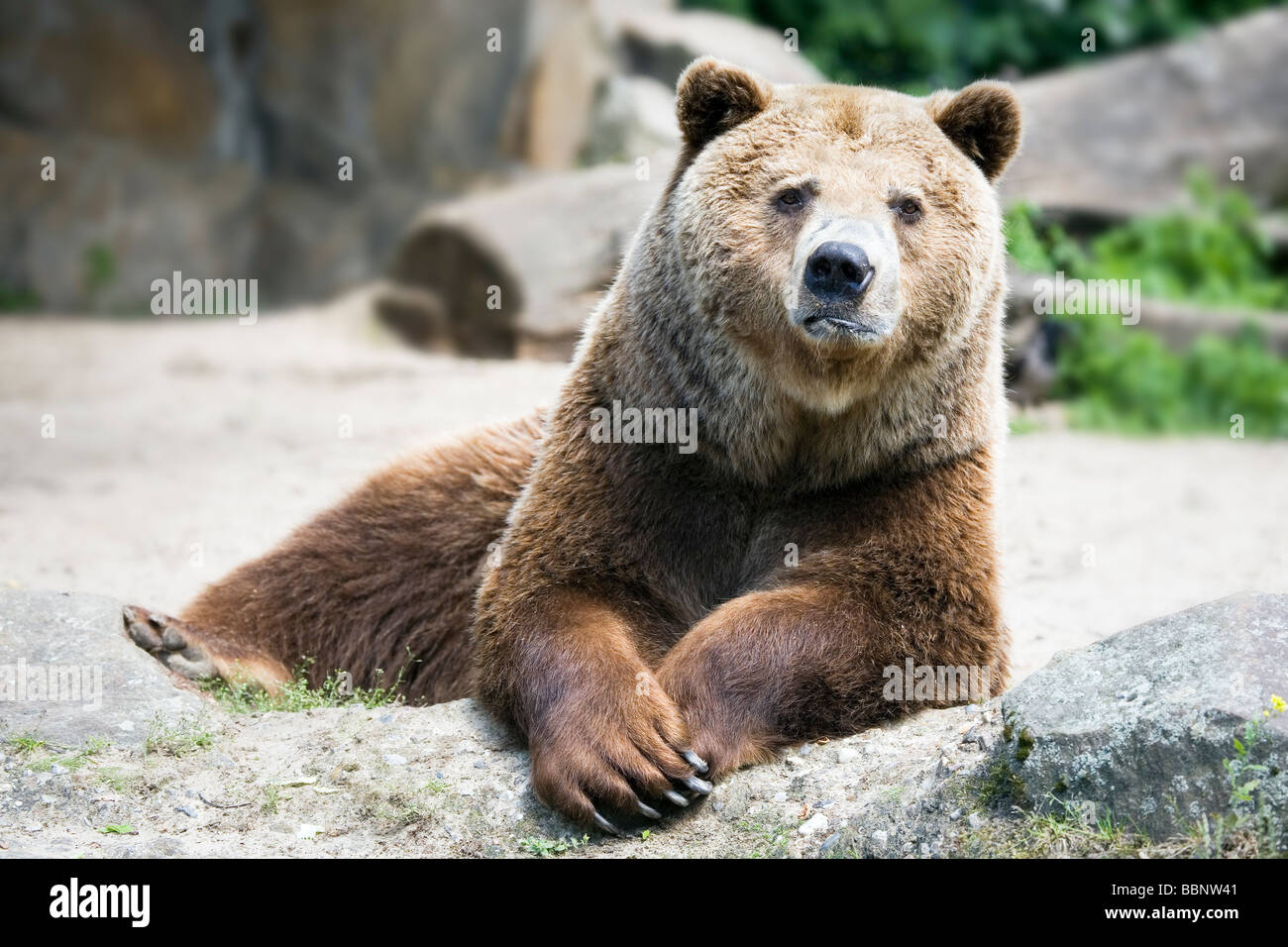 Orso bruno - Ursus arctos Foto Stock