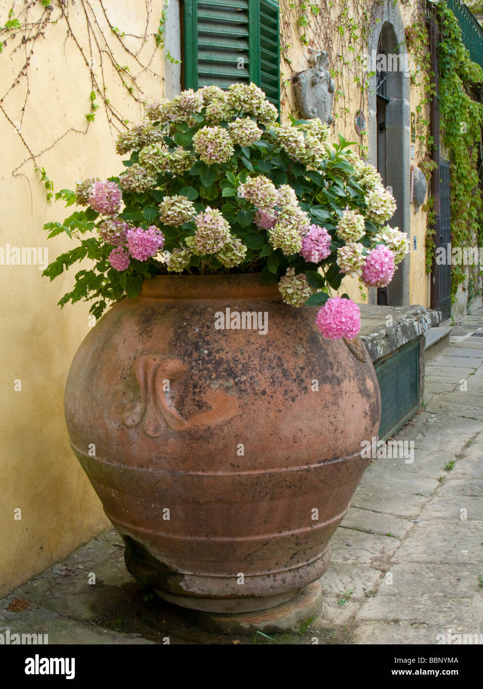 Le Ortensie in grandi urne fuori villa toscana Foto Stock