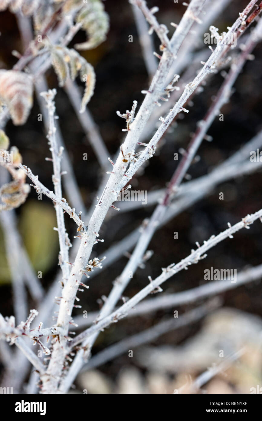 La brina sul bianco steli di Rubus thibetanus Foto Stock