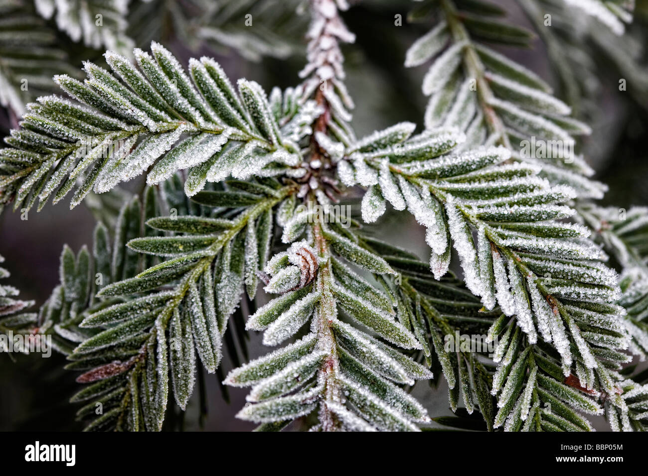 Ramo smerigliato di Sequoia sempervirens - coast redwood Tree Foto Stock