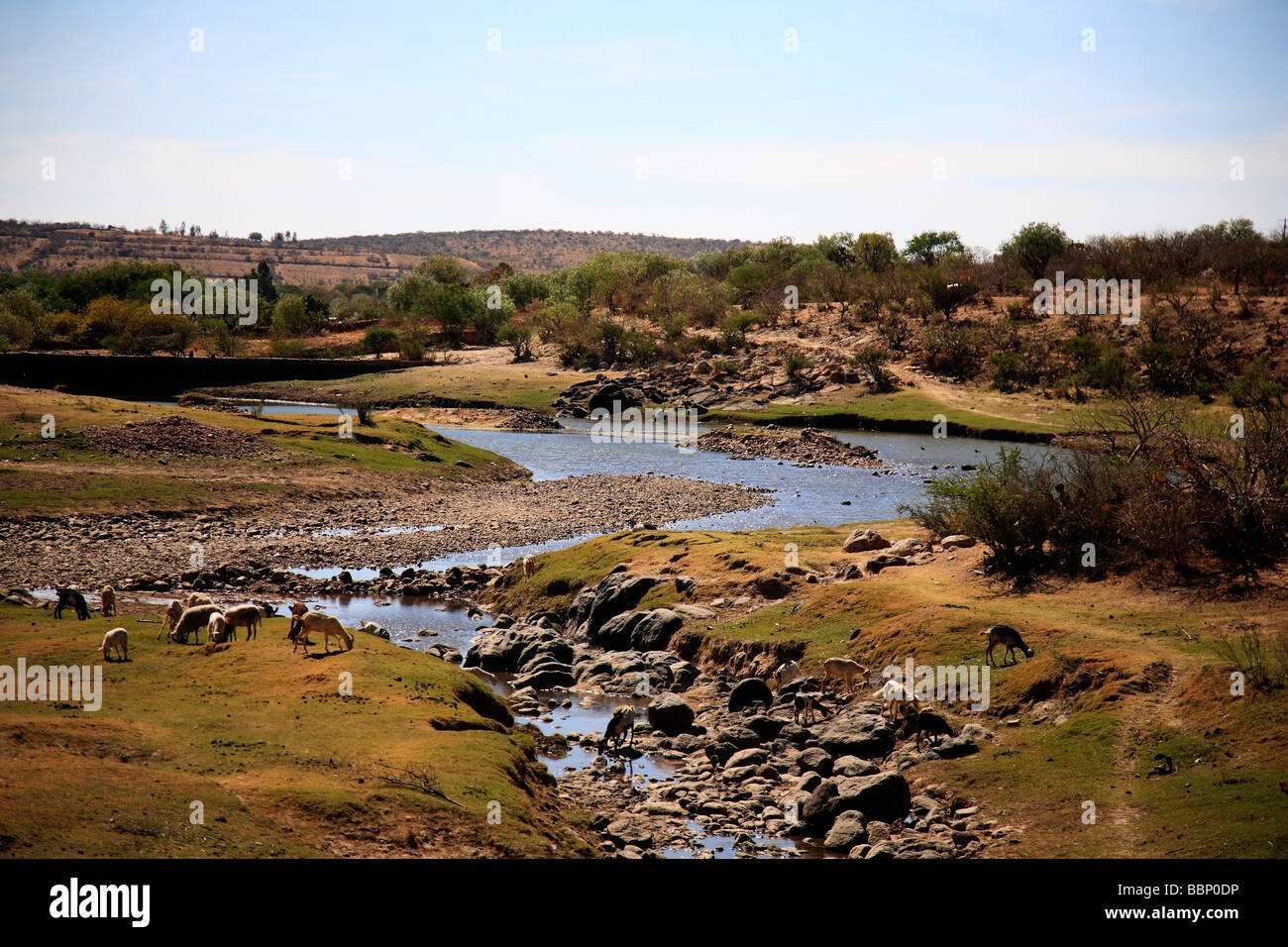 Paesaggio con fiume agnelli in una immagine di nostalgico ispira Deserto in pace splendidi orizzonti di vita selvaggia giornata di sole Foto Stock