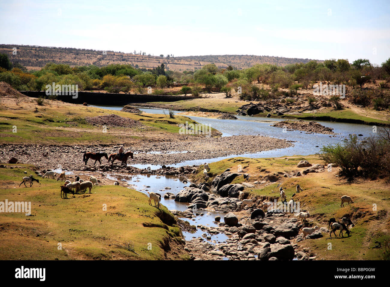 Paesaggio con fiume cavalli che lo attraversano in un nostalgico immagine ispira Deserto in pace splendidi orizzonti verde alla luce del sole Foto Stock