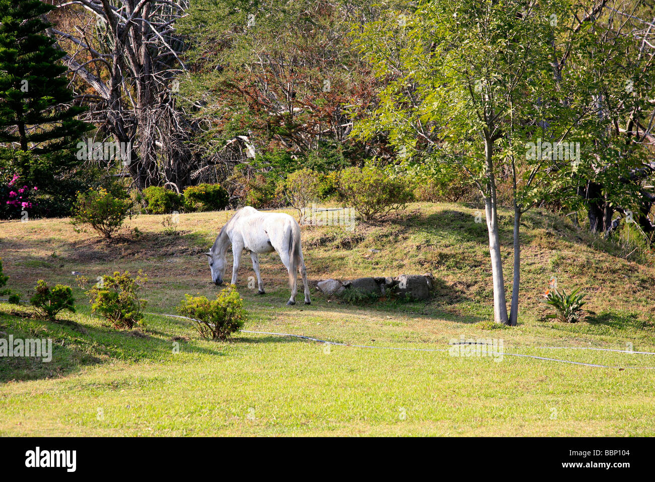White Horse libero nel giardino di una casa campain animale pacifico bella wild Foto Stock