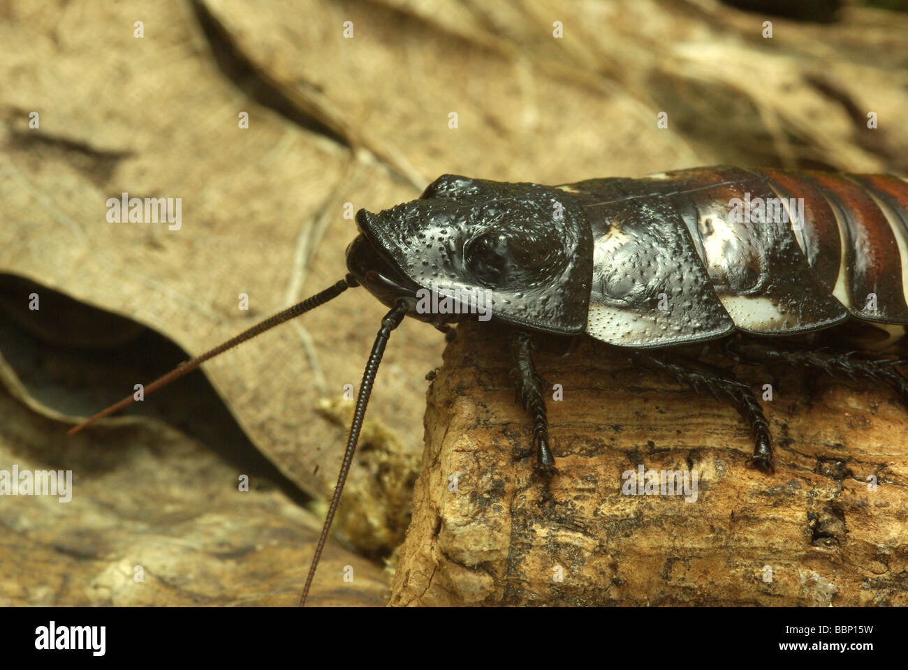 Sibilo malgascio scarafaggio Foto Stock