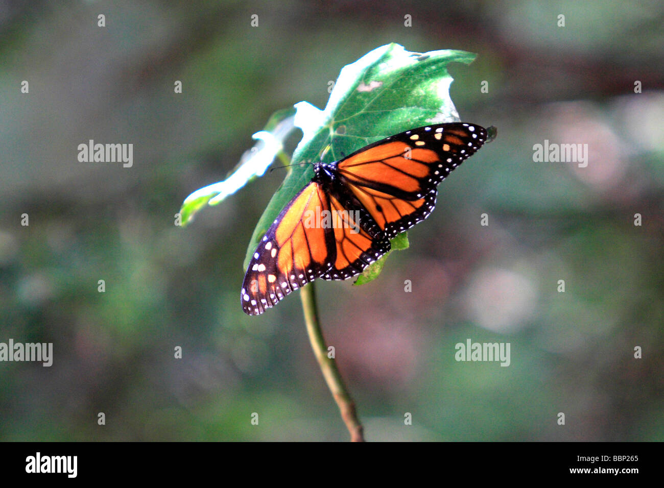 Farfalla monarca nel Michoacan Messico santuario milioni di questi insetti riposa qui e mettere le uova prima di tornare in Canada Foto Stock
