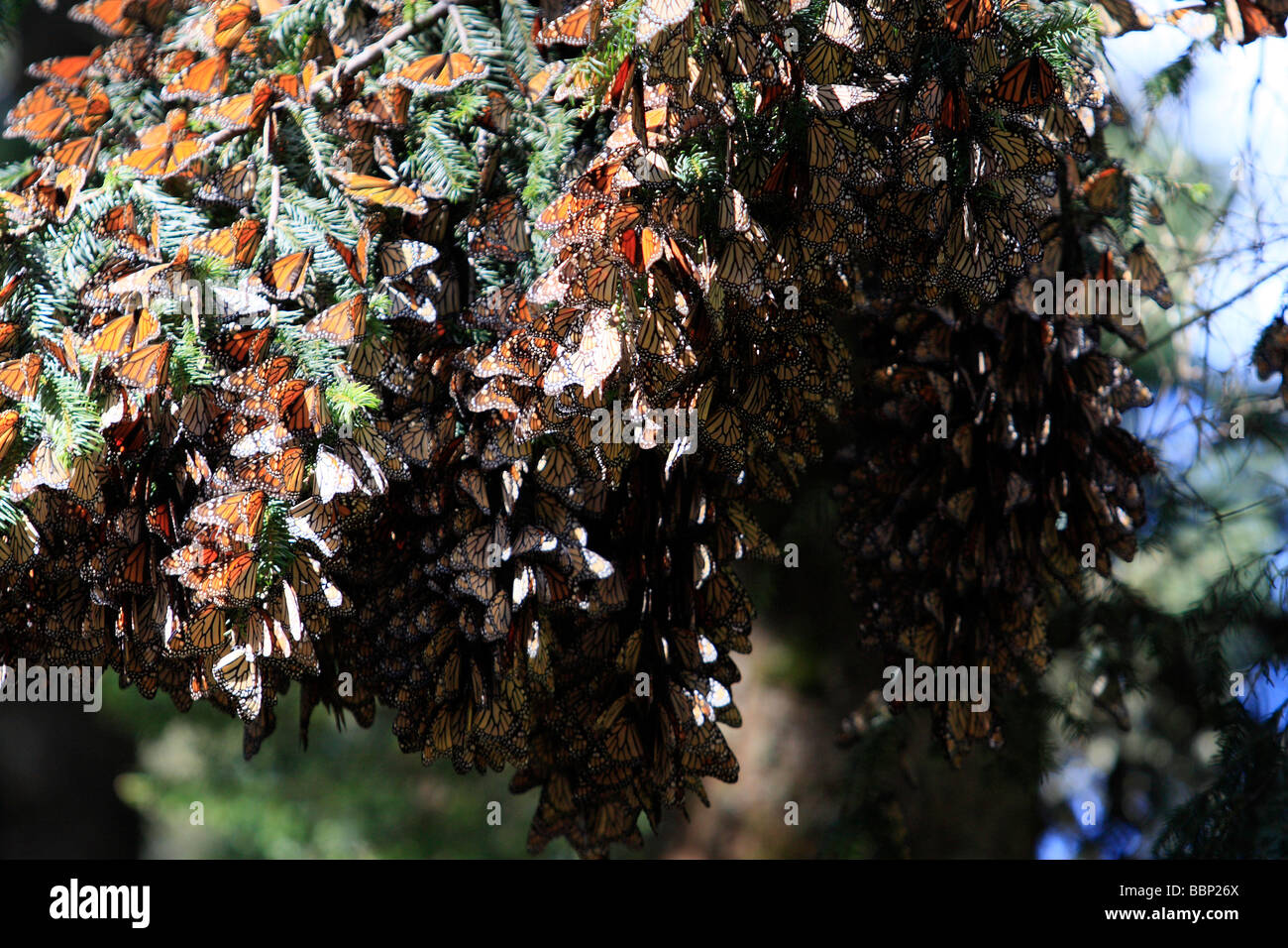 Farfalla monarca nel Michoacan Messico santuario milioni di questi insetti riposa qui e mettere le uova prima di tornare in Canada Foto Stock