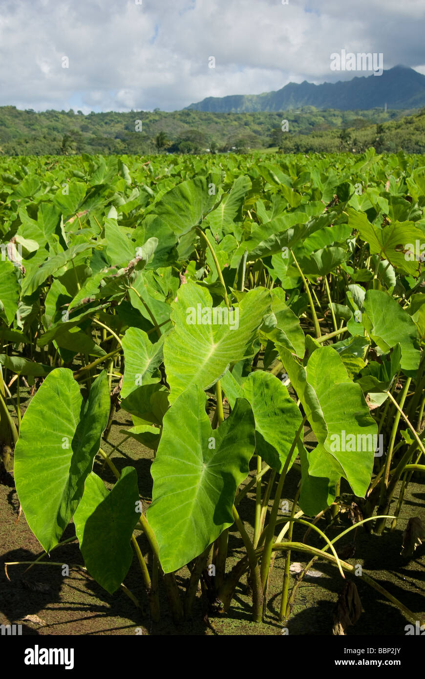 Impianti di Taro nei pressi di Hanalei in Kauai Hawaii USA Foto Stock