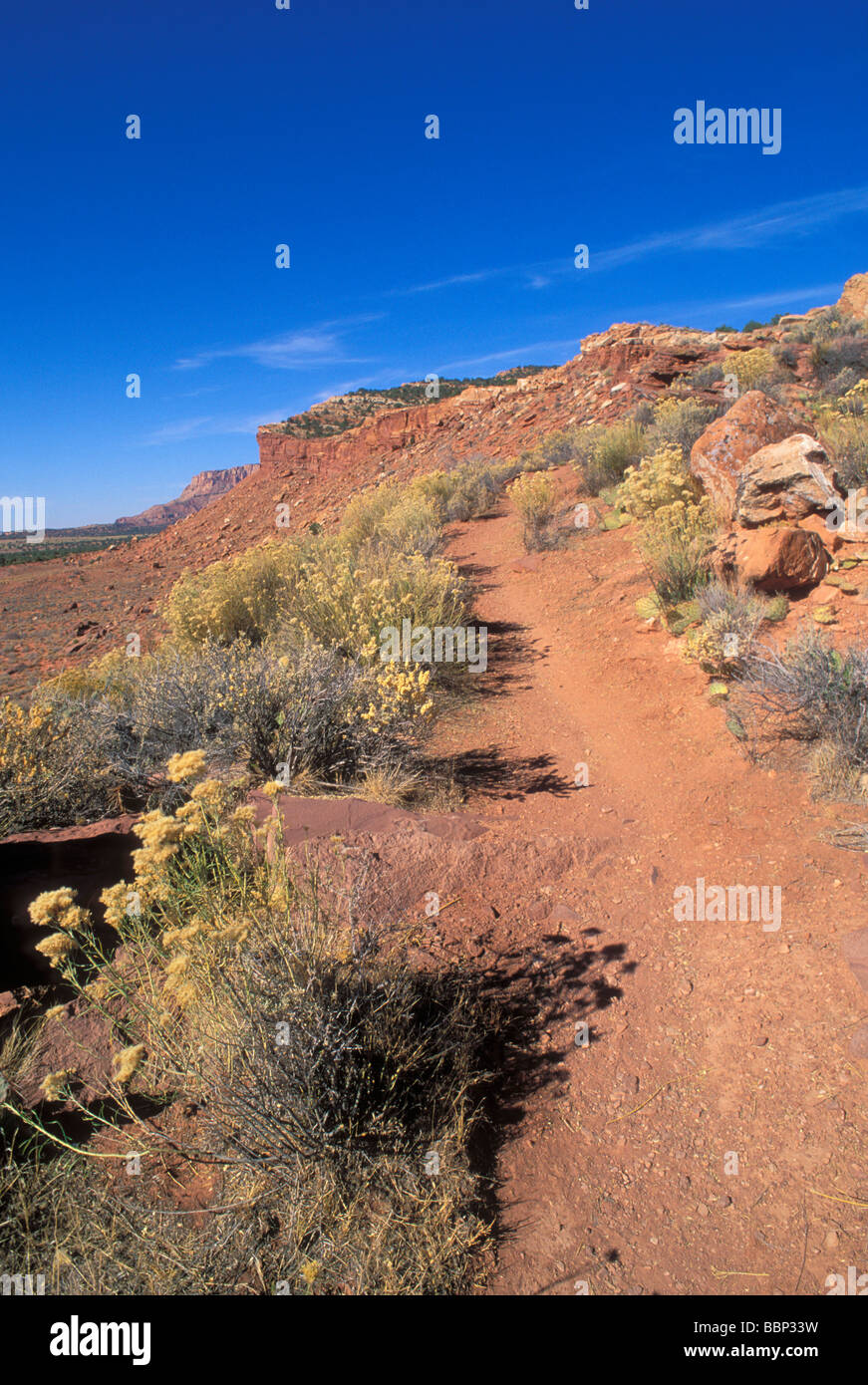 Il Mormon Tea e Ficodindia Cactus lungo il sentiero ad anello sotto le scogliere di Vermilion molla tubo Monumento Nazionale Arizona Foto Stock