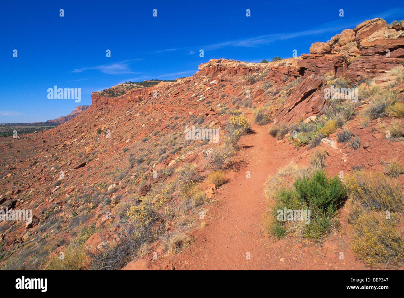 Il Mormon Tea e Ficodindia Cactus lungo il sentiero ad anello sotto le scogliere di Vermilion molla tubo Monumento Nazionale Arizona Foto Stock