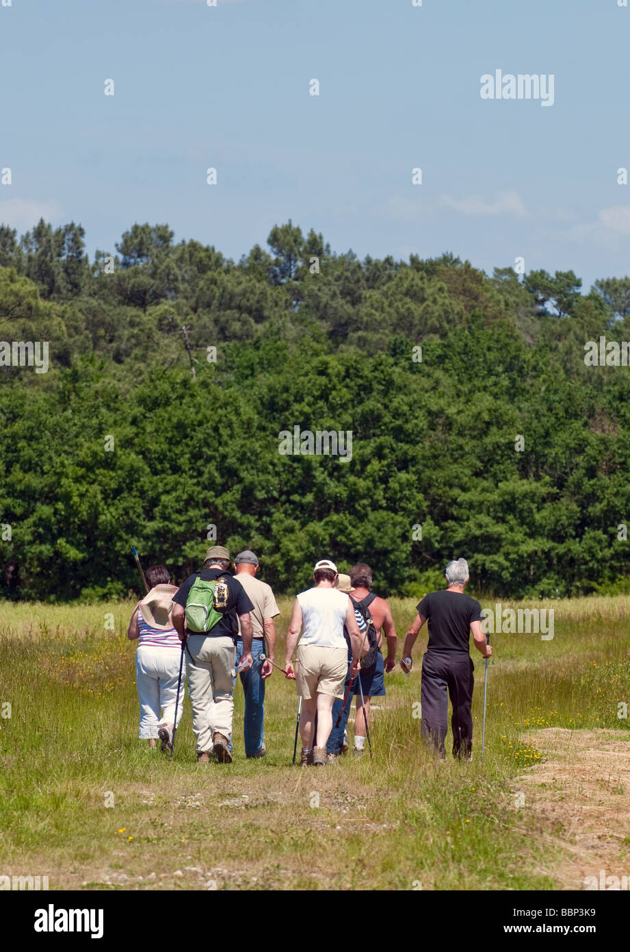Gruppo misto di scuotipaglia sulla giornata fuori in campagna francese. Foto Stock