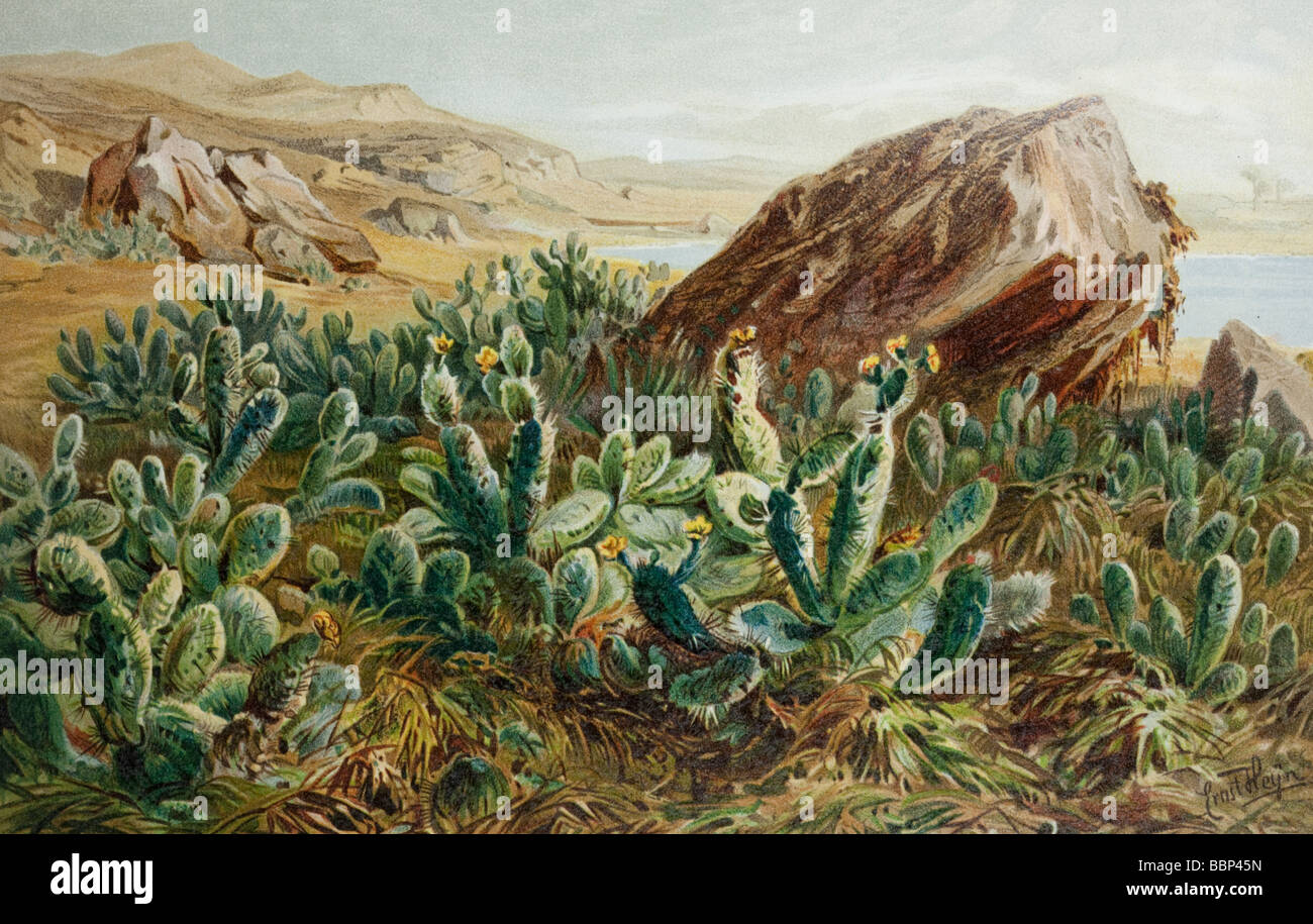 Illustrazione a colori di fichidindia sull altopiano di Anahuac Messico dalla storia naturale delle piante Marilaun Oliver 1896 Foto Stock