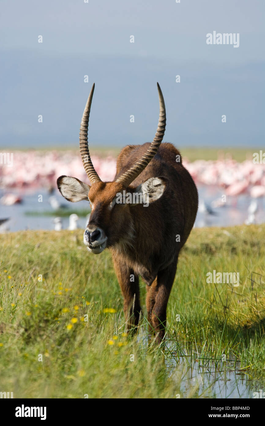 Defassa waterbuck Kobus ellipsiprymnus defassa in Lake Nakuru Kenya Foto Stock