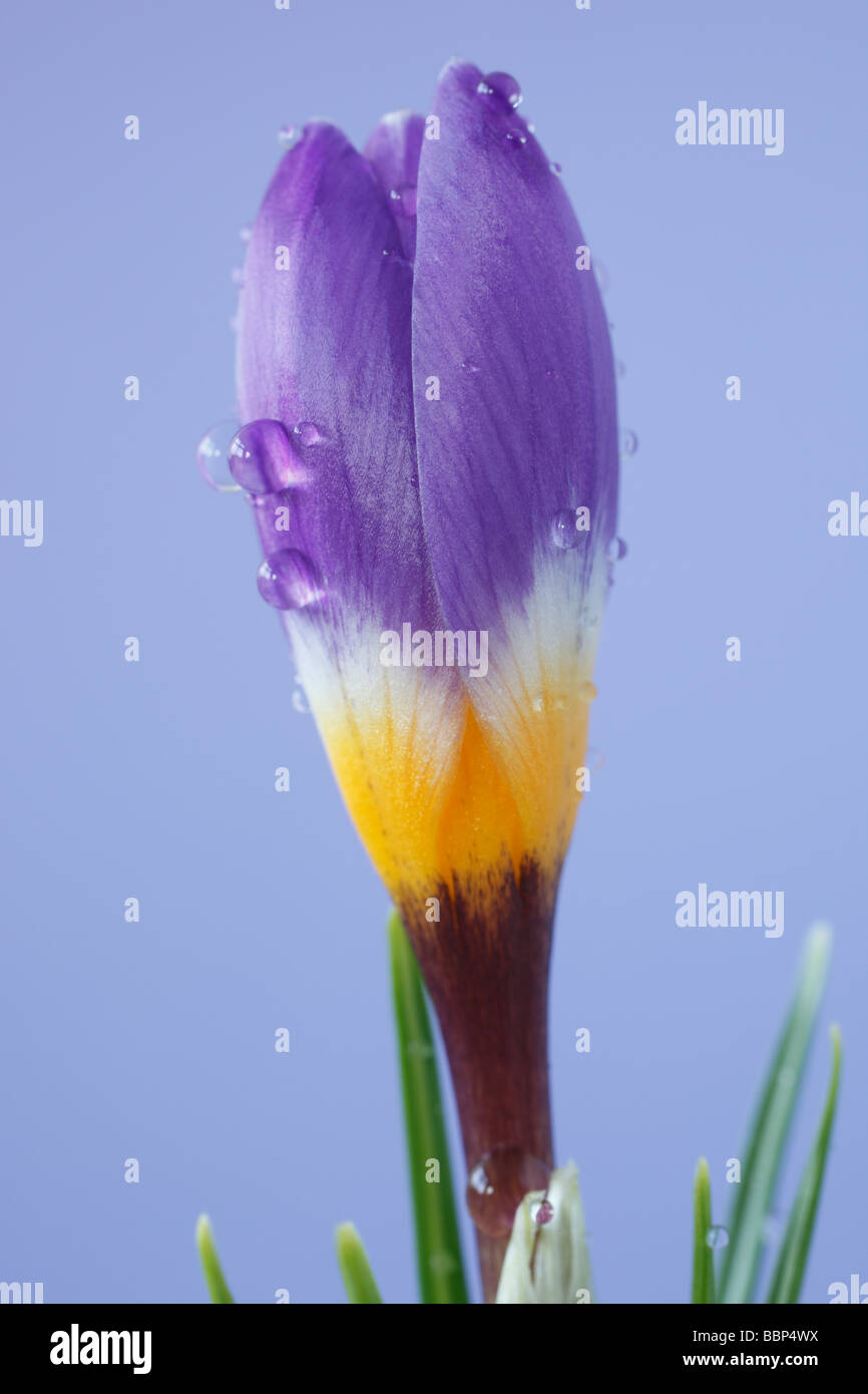 Crocus sieberi subsp. sublimis 'tricolore' AGM Foto Stock