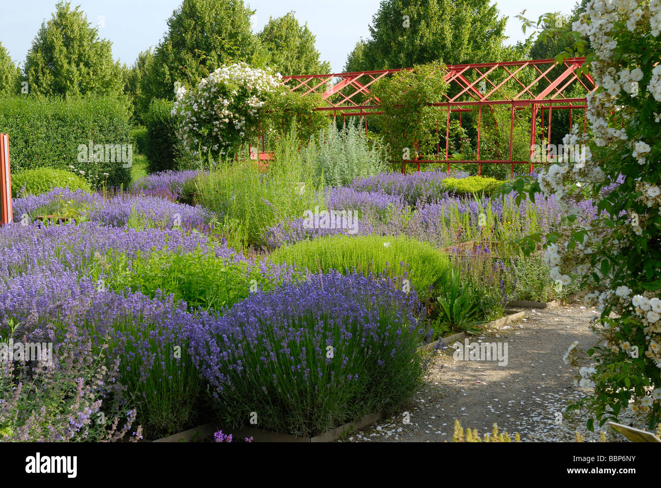 Lavanda, Lavandula angustifolia fiori da giardino Foto Stock