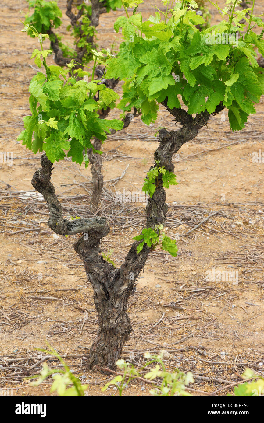Vecchio nodose uva da vino con giovani molla verde lascia Minervois Languedoc-Rousillon Francia Vitis vinifera vitigno grapevine Foto Stock