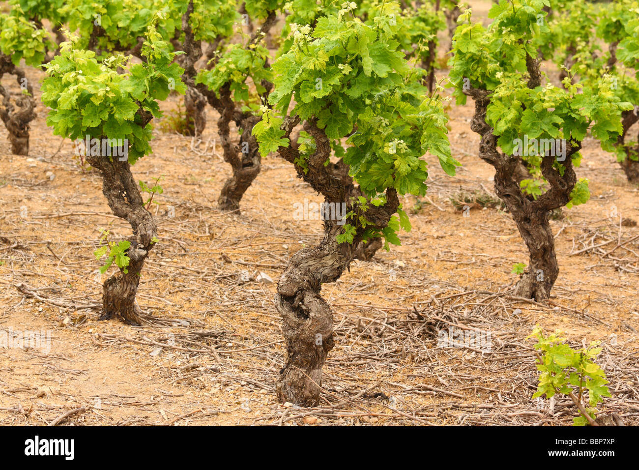 Vecchio nodose uva da vino con giovani molla verde lascia Minervois Languedoc-Rousillon Francia Vitis vinifera vitigno grapevine w Foto Stock