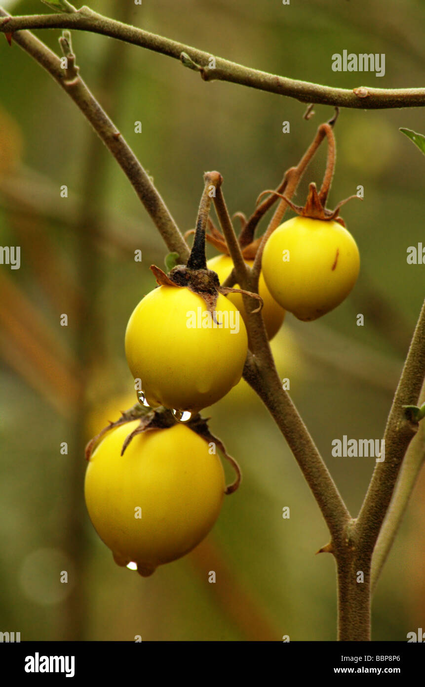 Africa Etiopia il frutto di una pianta di Solanum Foto Stock