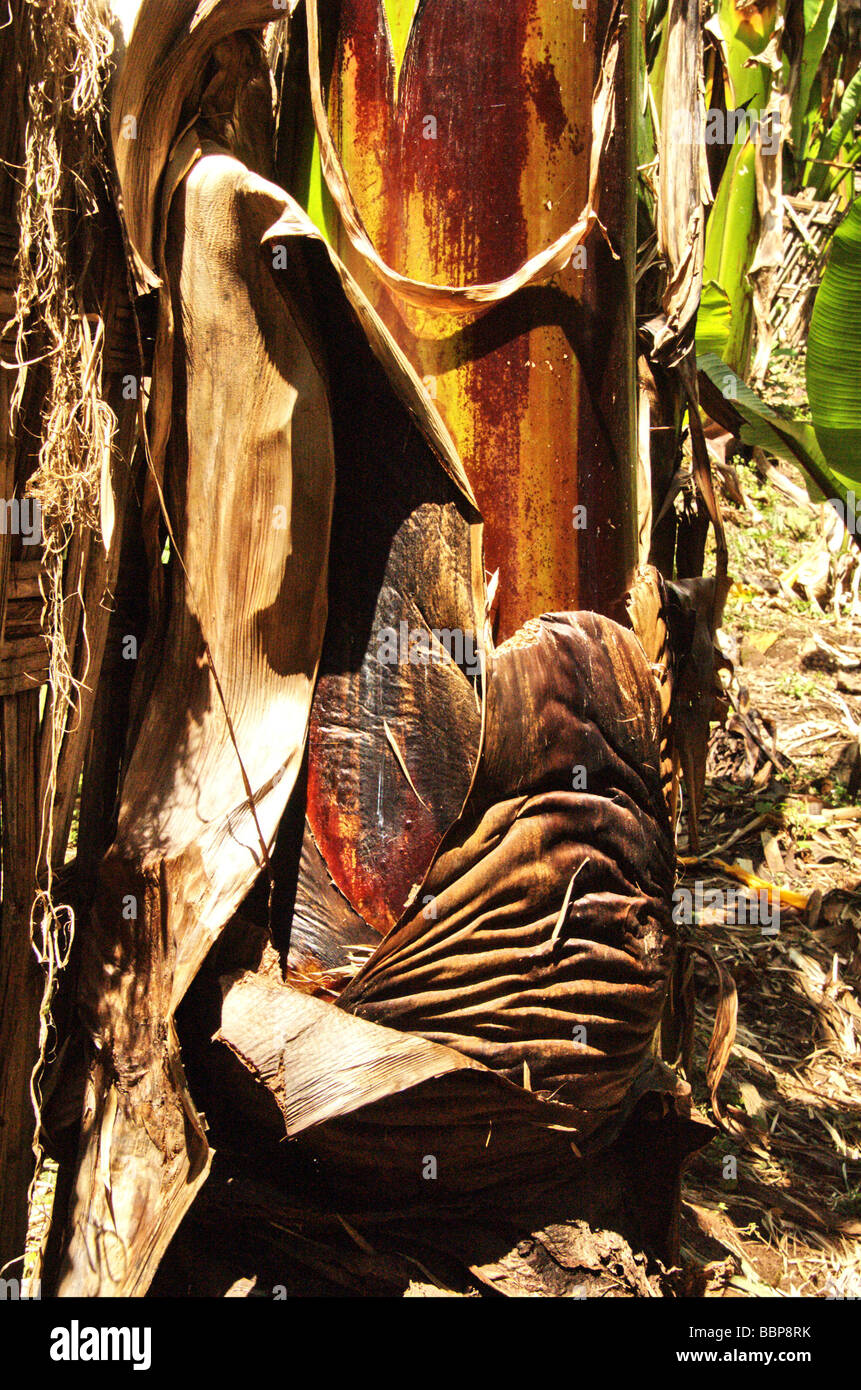 Africa Etiopia la corteccia di un infruttuoso il Banana nark è utilizzato dalle tribù Dorze per panificazione Foto Stock