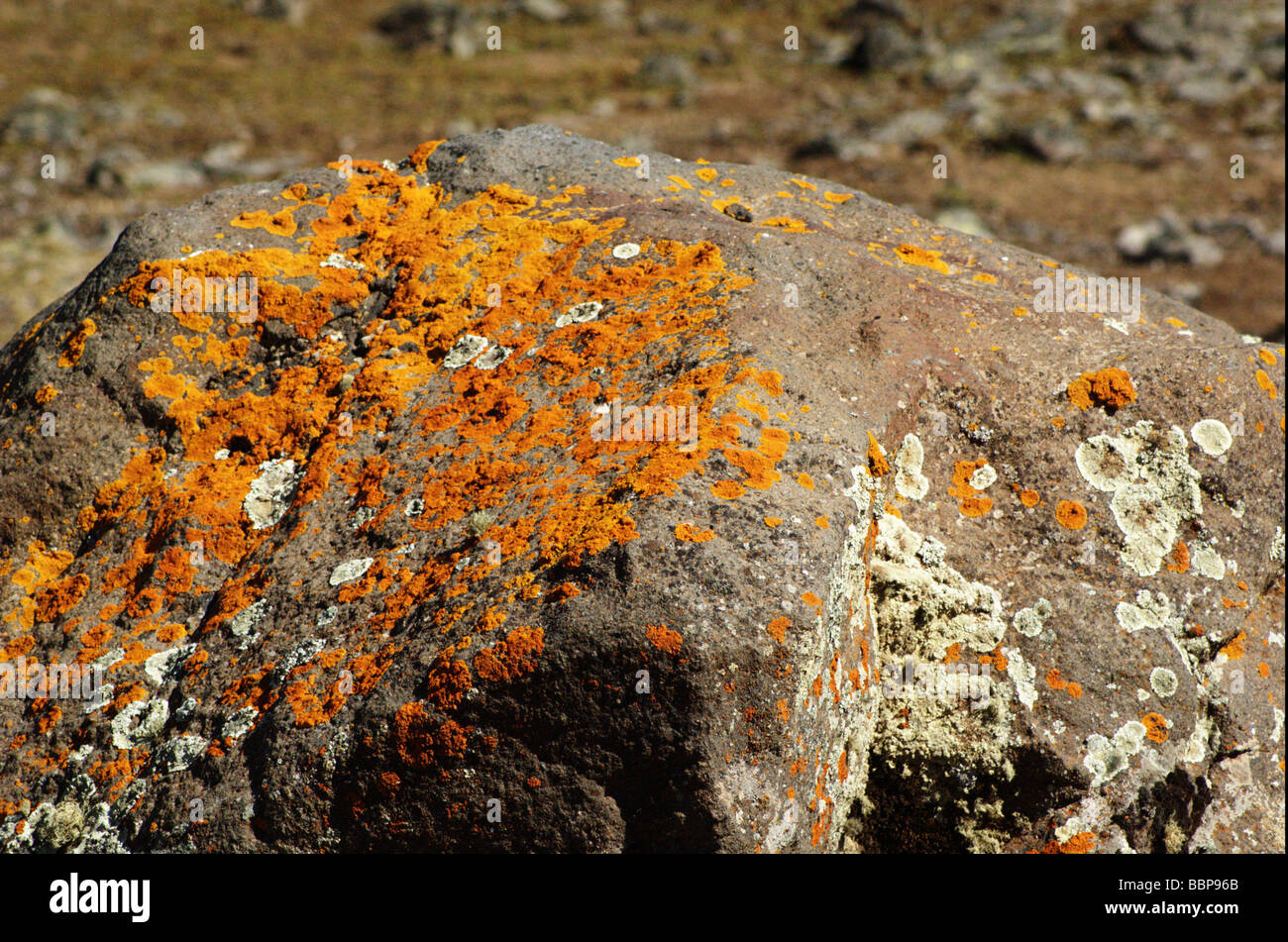 Africa Etiopia Regione Oromia montagne balla licheni ruggine su una roccia Foto Stock