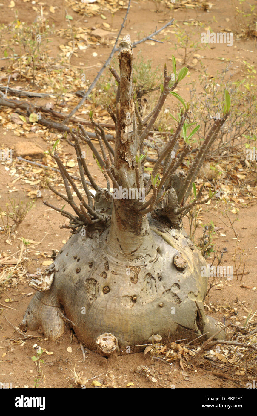 Africa Etiopia Regione Oromia montagne di balle a Rosa del Deserto Adenium obesum la radice e lo stelo Foto Stock