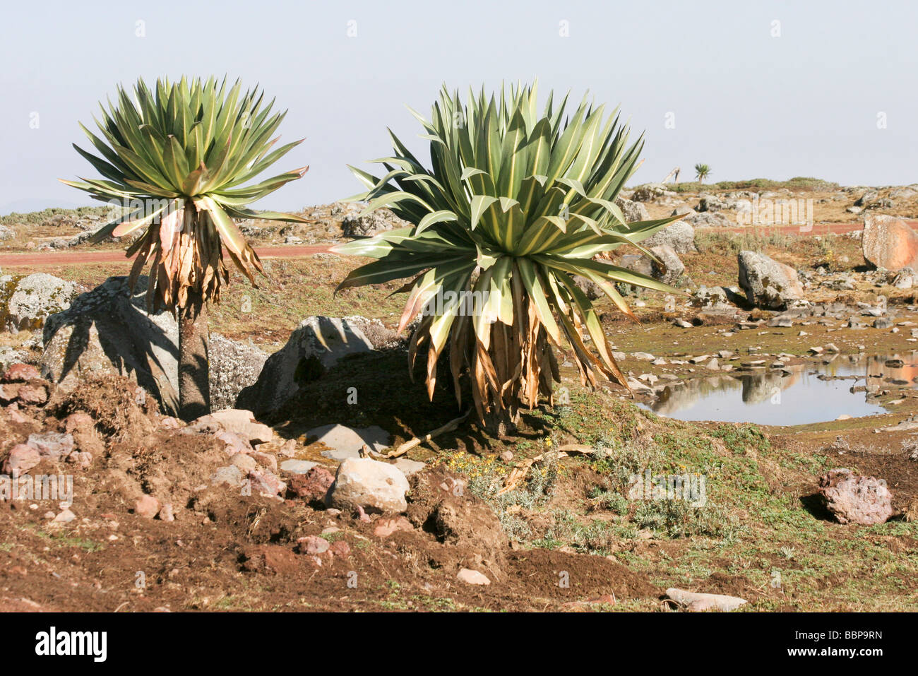 Africa Etiopia Regione Oromia Bale Mountains Giant lobelia Lobelia deckenii Foto Stock