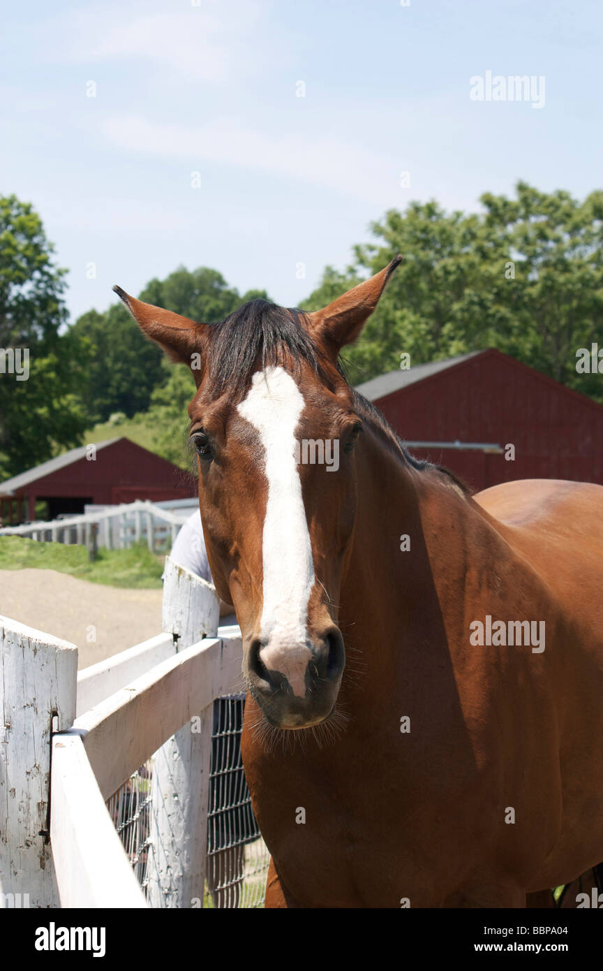 La polizia a cavallo in piedi vicino al recinto in agriturismo Foto Stock