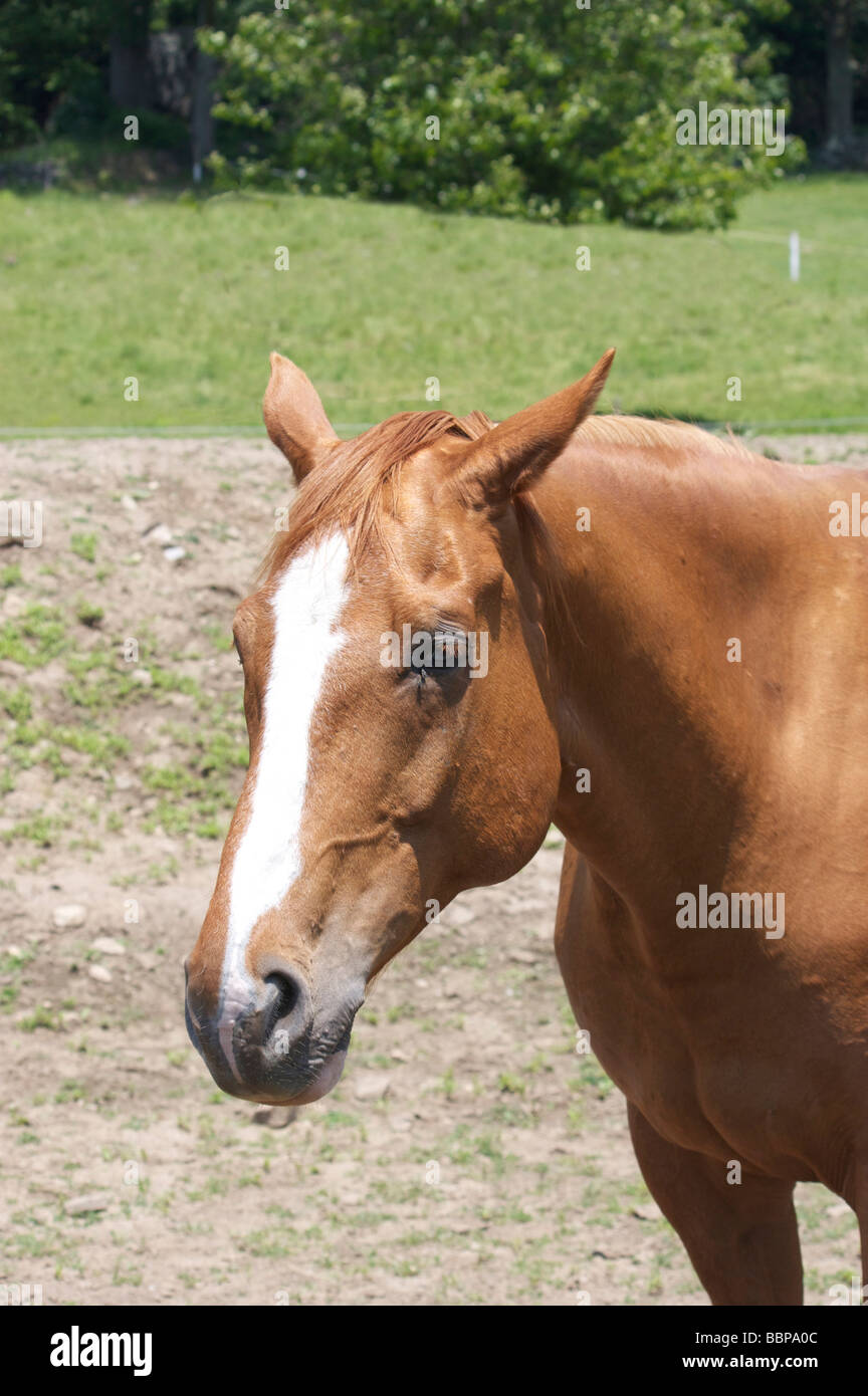La testa e le spalle del cavallo di polizia in piedi in campo Foto Stock
