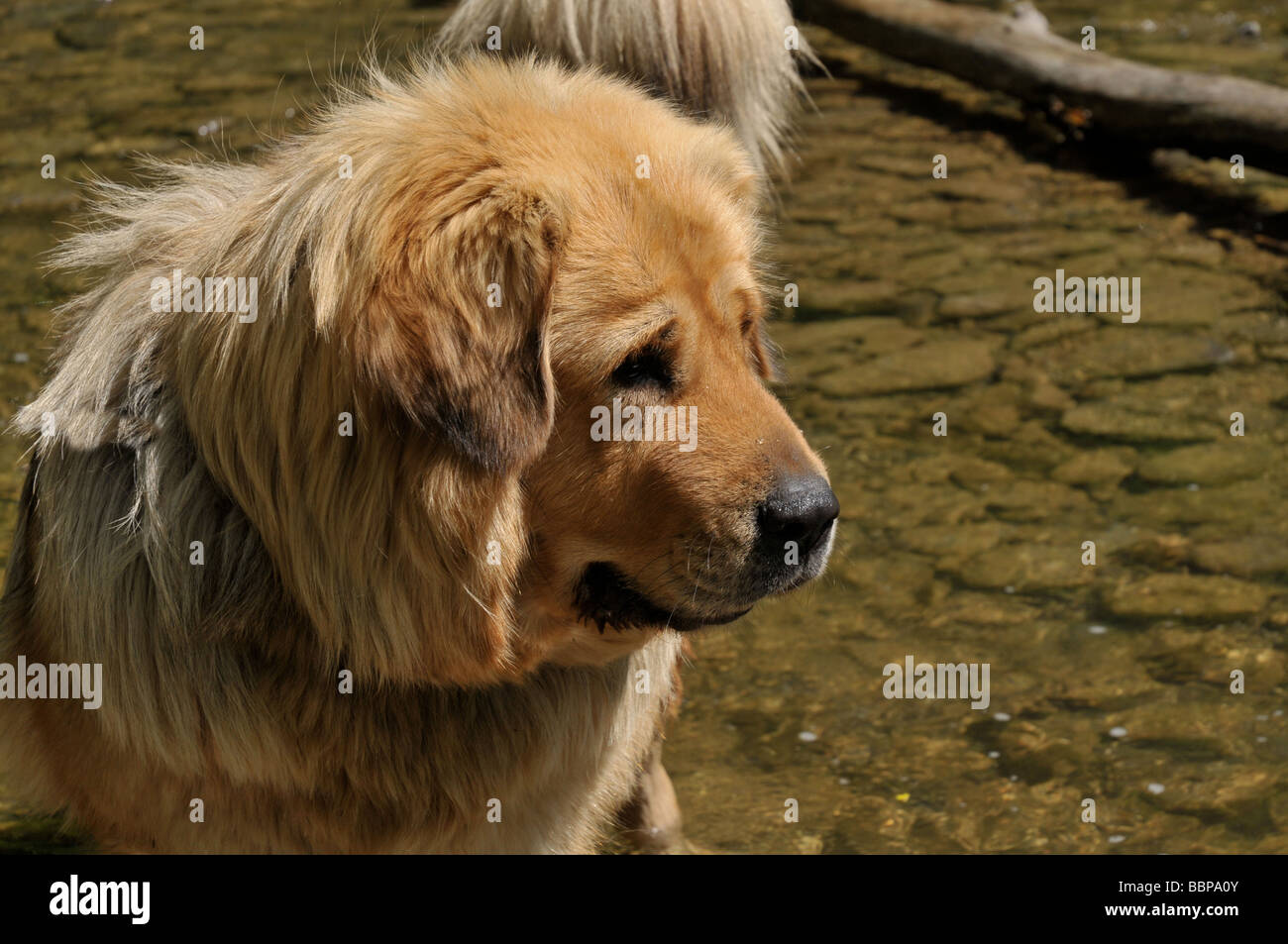 Il Mastino tibetano cane nel flusso. Foto Stock