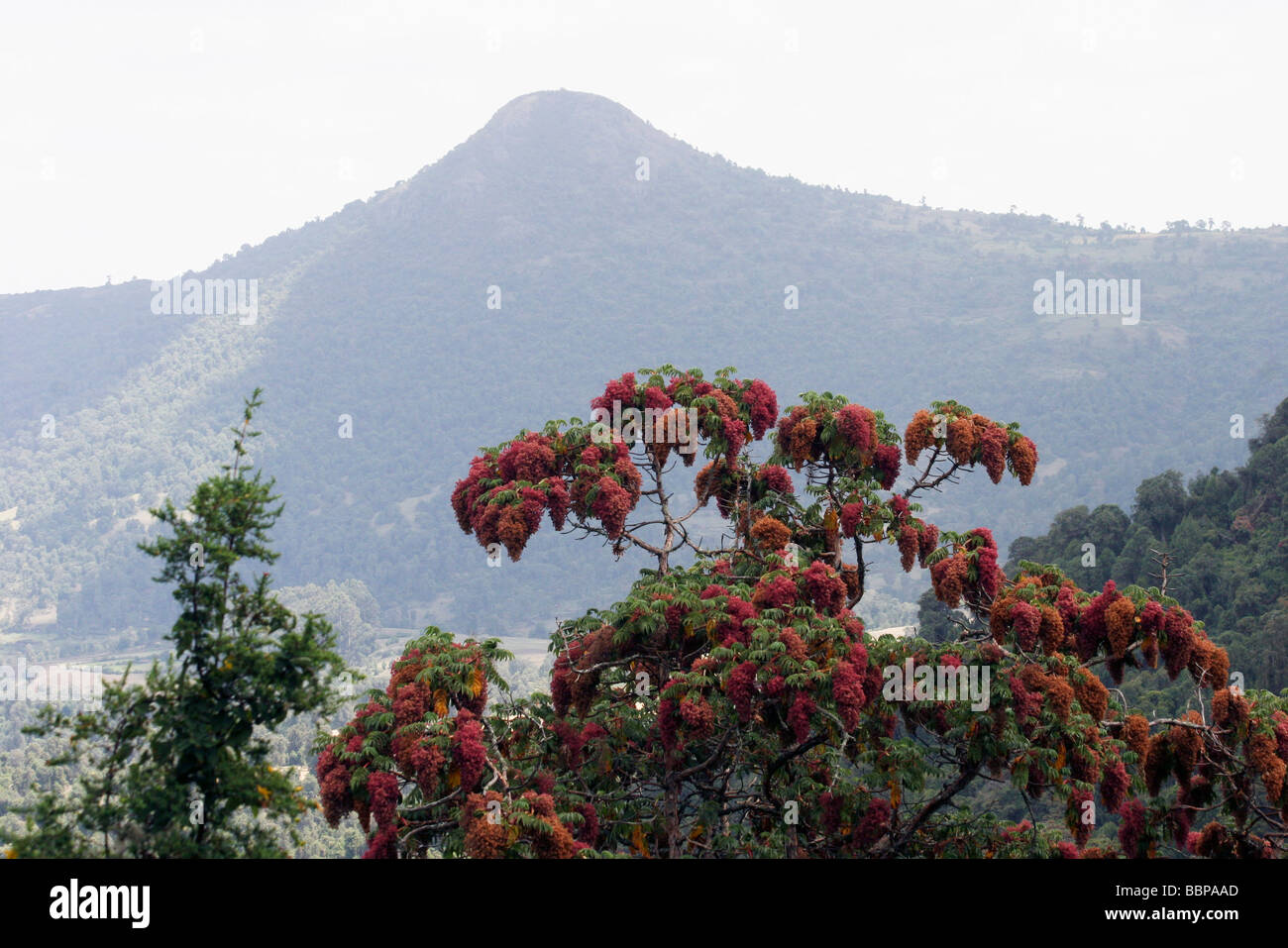 Africa Etiopia Regione Oromia montagne balla fioritura Flame Tree Peltophorum africanum Foto Stock