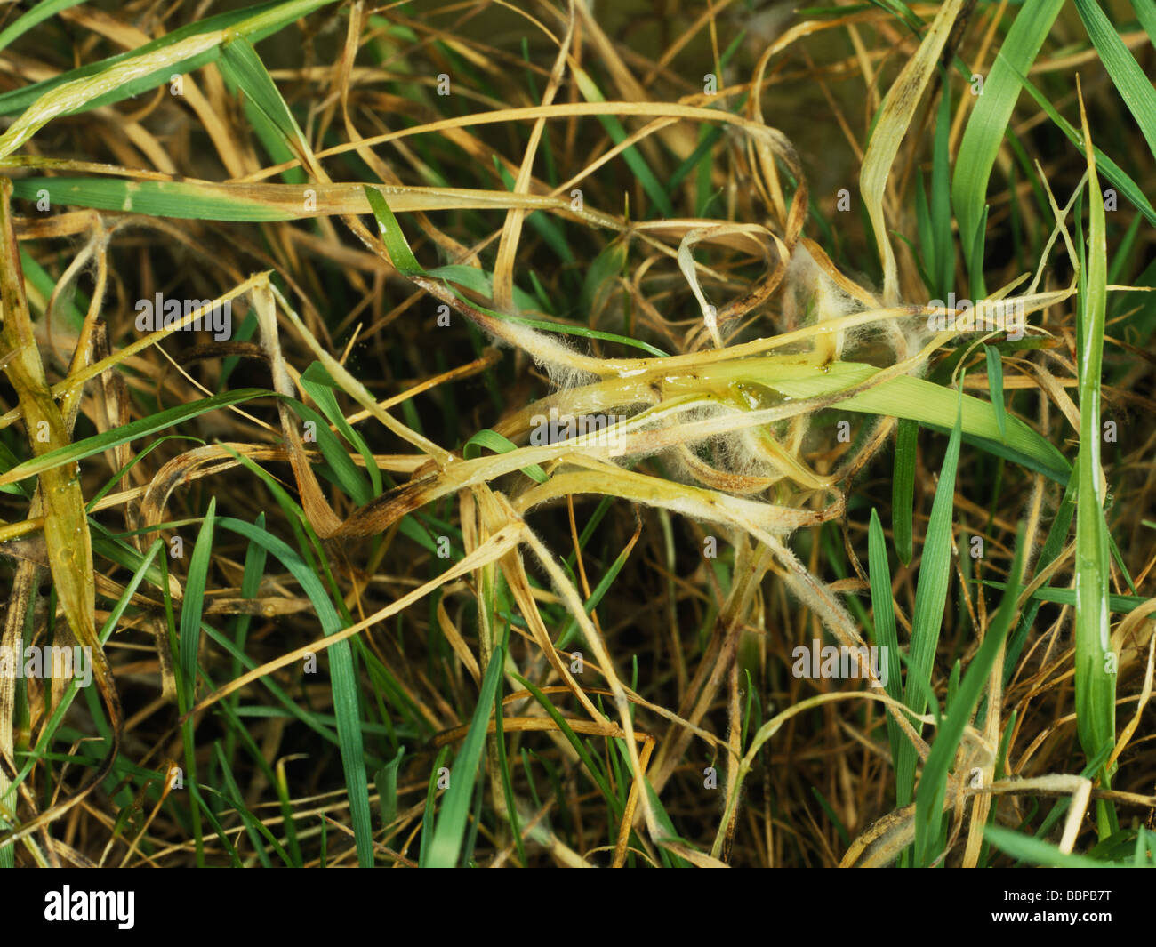 Pink Snow stampo Monographella nivalis su erba di prato Poa sp Foto Stock