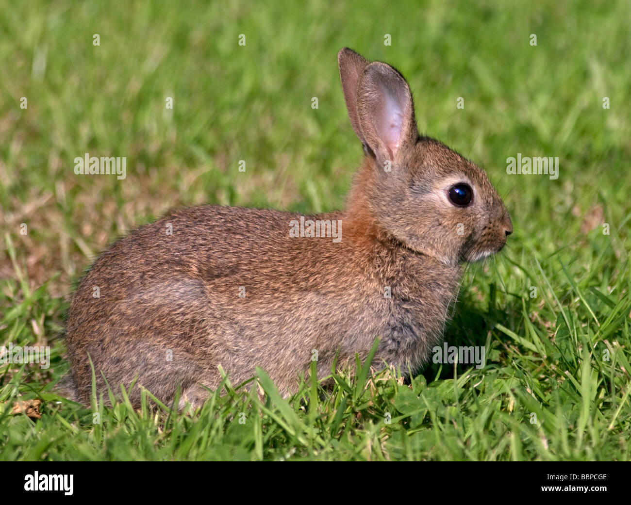 I capretti Unione Coniglio selvatico (oryctolagus cuniculus), Regno Unito Foto Stock