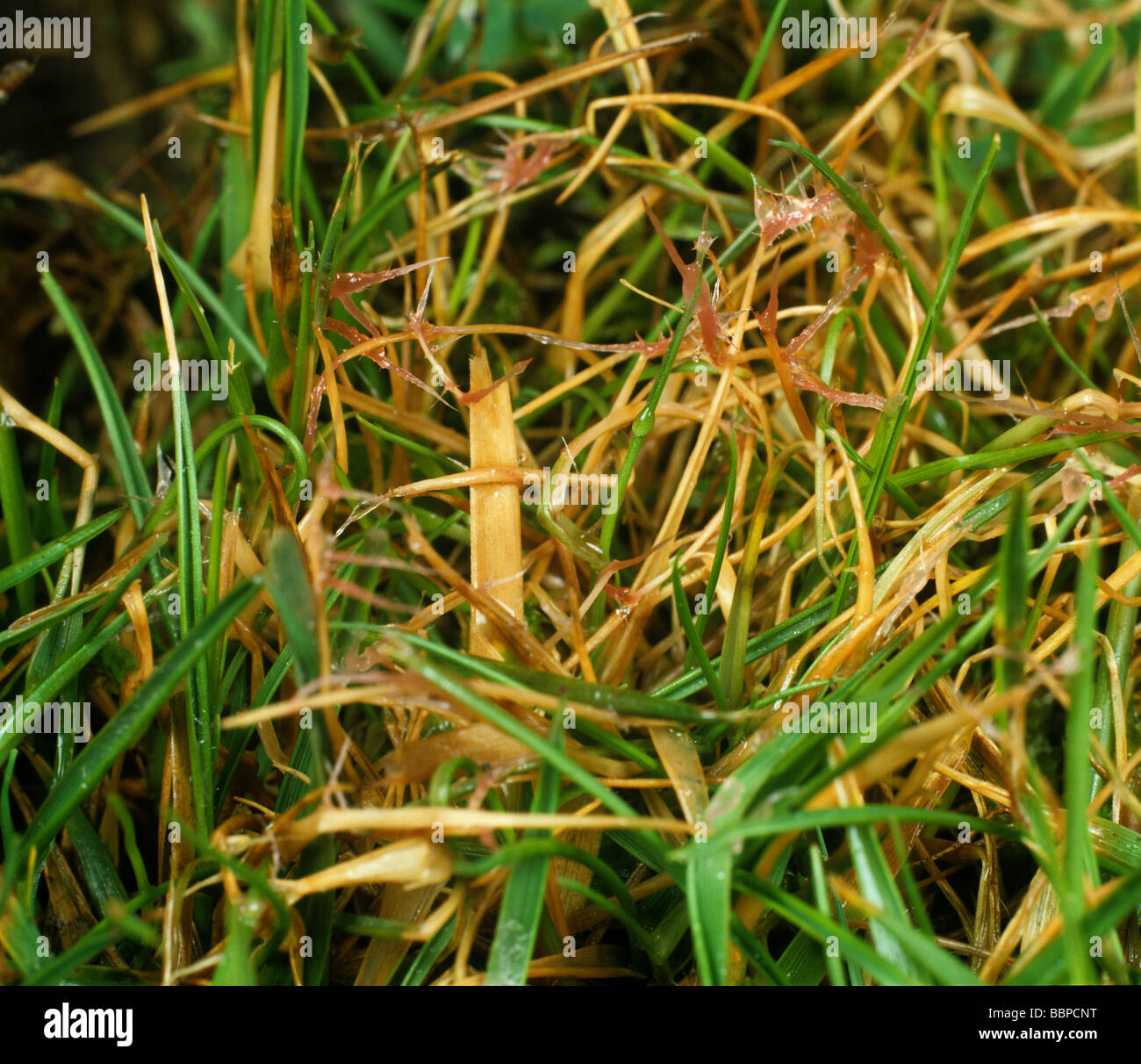 Turf patch di erba che mostra filo rosso Laetisaria fuciformis danneggiare il micelio Foto Stock