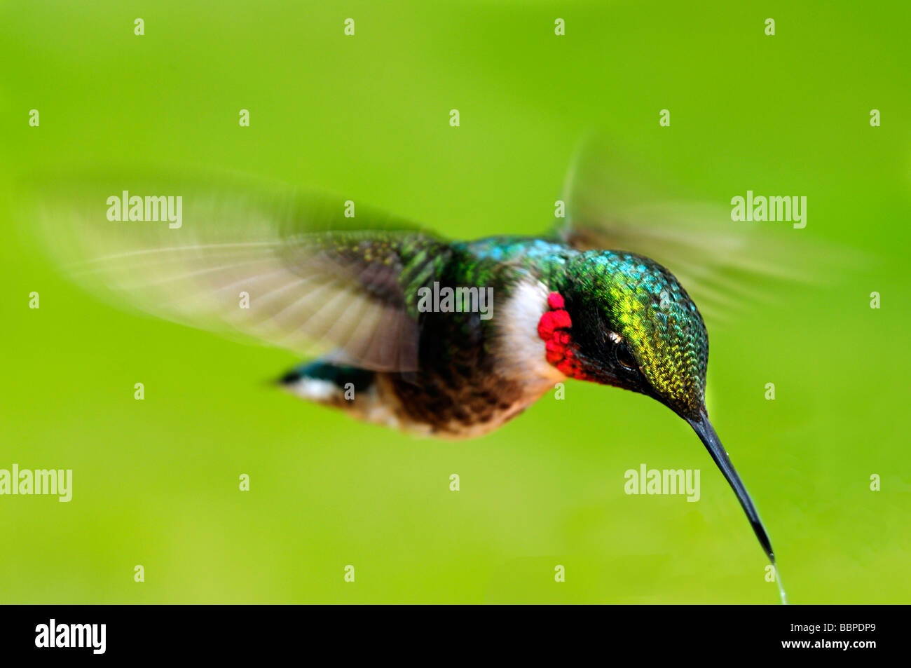 Maschio di Ruby throated Hummingbird (archilochus colubris), in bilico a metà in aria Foto Stock