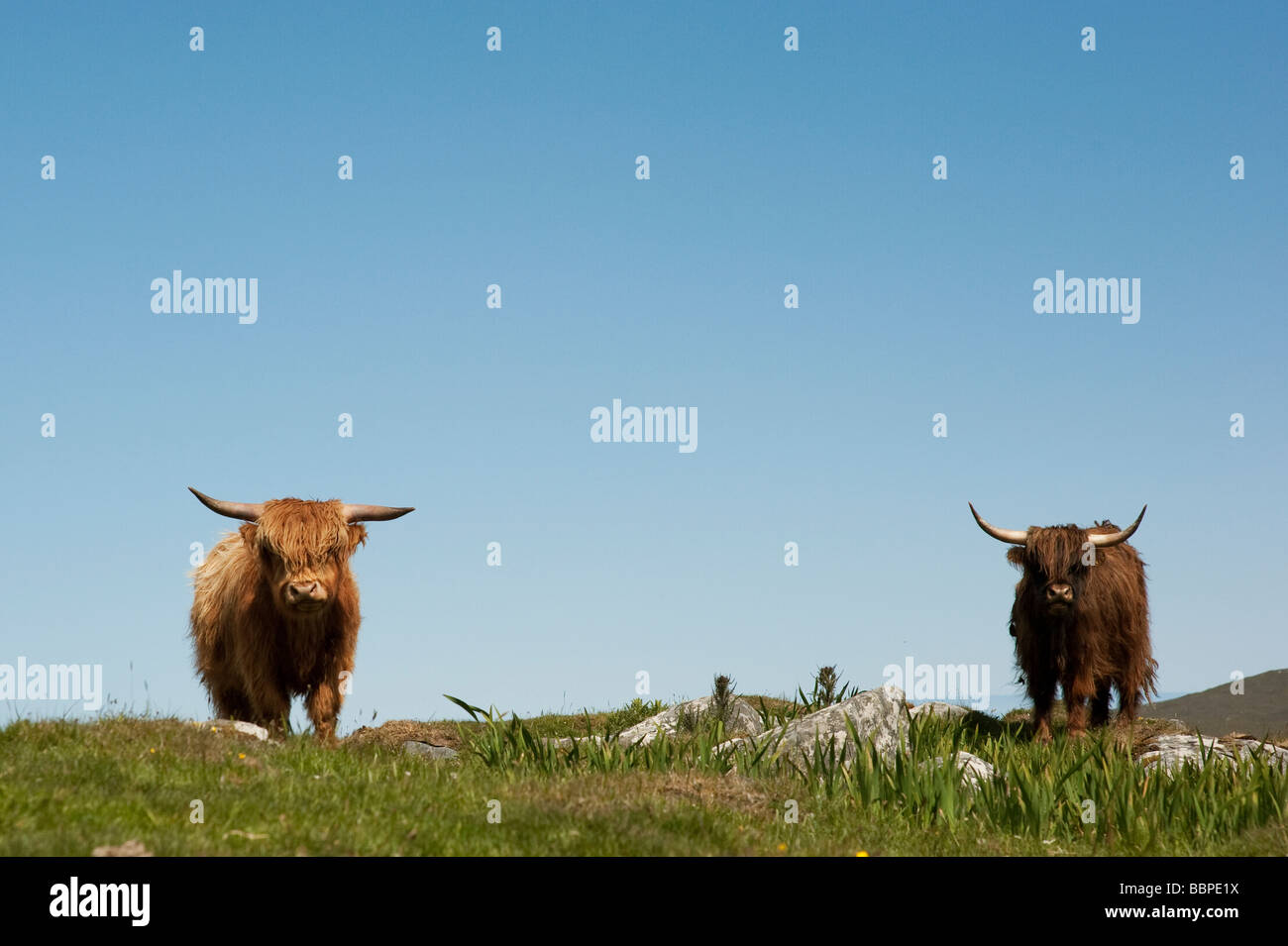 Highland vacche su Uist, Ebridi Esterne, Scozia Foto Stock